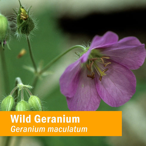 Herb Pharm Wild Geranium (Cranesbill) Liquid Extract - 1 Ounce...