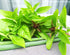 Mexican Basil with Cinnamon Flavor Exotic Herb Garden Seeds for Planting 200+ Seeds...