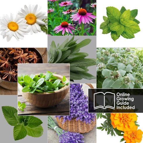 10 Herbal and Medical Tea Seeds Pack - Heirloom and Non GMO, Grown in USA - Indoor or Outdoor Garden - Chamomile, Lavender, Mint, Lemon Balm, Catn...