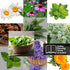 10 Herbal and Medical Tea Seeds Pack - Heirloom and Non GMO, Grown in USA - Indoor or Outdoor Garden - Chamomile, Lavender, Mint, Lemon Balm, Catn...