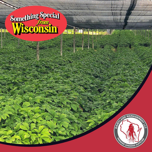 Dairyland American Ginseng Capsules, 75 ct (2000 mg) – Concentrated Wisconsin Ginseng Root Extract – Daily Herbal Supplement for Immune Support...