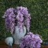 Vickerman Everyday Artificial Lavender Wistera Bush 19" Long - Sophisticated Faux Flowers with Lifelike Appearance for Indoor Use - Add Charm to Y...