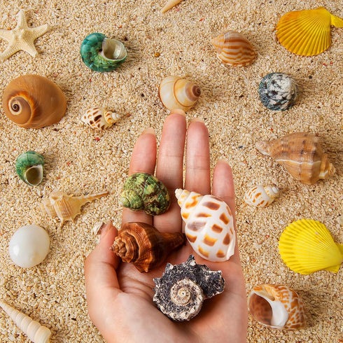 16PCS Hermit Crab Shells Medium Small | Sea Conch Size 1.1" - 2.4" | Medium Small Shells Set - Growth Turbo Seashells for Natural Hermit Crab Supp...