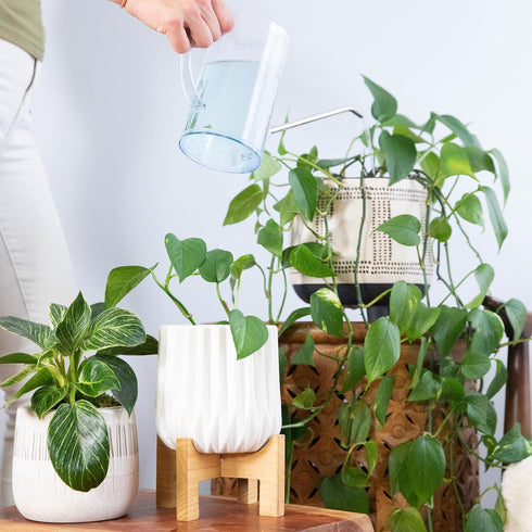 Houseplant Fertilizer & Indoor Plant Food | Self-Dissolving Tablets | Make Feeding Your Plants a Breeze | Instant Plant Food (4 Tablets)...