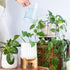 Houseplant Fertilizer & Indoor Plant Food | Self-Dissolving Tablets | Make Feeding Your Plants a Breeze | Instant Plant Food (4 Tablets)...