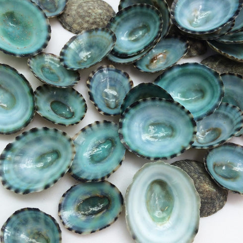 PEPPERLONELY 50PC Green Limpet Shells Craft Sea Shells, 1/2 Inch ~ 1 Inch...