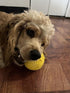 Feed N' Fetch Interactive Treat Ball - Dog Feeder Ball, Teeth Cleaner - 2 Pack Multipurpose Dog Treat Dispenser Toy - Food Puzzle Ball for All Dog...