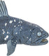 Safari Ltd. Coelacanth Figurine - Detailed 5.5" Prehistoric Fish Figure - Educational Toy for Boys, Girls, and Kids Ages 3+...