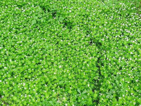 Sweet Woodruff Herb - Dried, Cut, Natural Galium Odoratum - Net Weight: 1oz/28g...