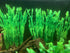 BEGONDIS 14 Pcs Artificial Green Seaweed Water Plants, Fish Tank Aquarium Decorations, Made of Soft Plastic...