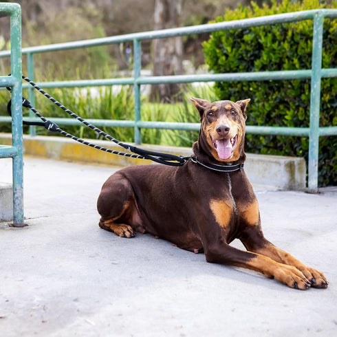 6 Foot Dog Leash, 2 Extra Padded Handles, Lockable Metal Carabiner Clip, Durable Silicone Clamps, Reflective No Pull Heavy Duty Rope Lead, Walking...