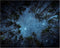 Tileranois Starry Sky Tapestry Starry Night Forest Nature Scenery Landscape Tapestry Living Room Bedroom Decoration Tapestry 5x4FT 150x120cm...
