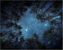 Tileranois Starry Sky Tapestry Starry Night Forest Nature Scenery Landscape Tapestry Living Room Bedroom Decoration Tapestry 5x4FT 150x120cm...