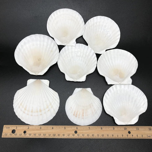 PEPPERLONELY 8 PC Large Great Scallop Sea Shells, Irish Deeps or Irish Baking Shells, 3 Inch ~ 4 Inch...