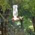 Gadjit Hummingbird Window Feeder, Fun Project for Kids at Home (Red)"...