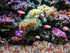 Opal Crystal Chips Bulk Fish Tank Decorations Aquarium Rocks Gravel Vase Filler Stones Crystals for Candle Making Witch Kit Gravel for Plants Quar...