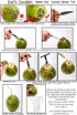 2 qty - Ken's CocoMon Coconut Opener Tool for Fresh GREEN Young Fruit Black Rubber Handle EZ Easy Grip SAFE (2 CocoMons)...
