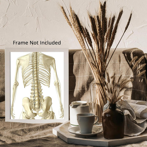 Posterizer 1 pcs-detailed anatomical illustration of the human spinal column 2-Teachers & Classrooms-Abstract & Modern Art-School and classroom ar...