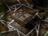 theory11 Yellowstone Premium Playing Cards, Poker Size Standard Index, Luxury Playing Cards...
