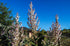 Plant Good Seed Organic Clary Sage Seeds - Pack of 50, Heirloom Seeds for Planting Herbs, Flowers - Gardening Supplies, Herb Garden, Flower Seeds ...