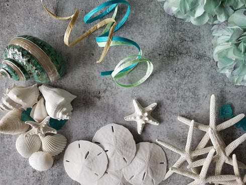 Tumbler Home Sand Dollars and Starfish for Crafts, 3 Real Starfish (4"-6") and 3 Sand Dollars (3"-3.5") in Bulk...