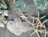 Tumbler Home White Sand Dollars 3"-3.5" - 10pcs - Wedding Seashell Craft Sandollars- Hand Picked and Professionally Packed...