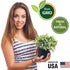 Set of 12 Heirloom Culinary Herb Seeds - 3800 Seeds for Indoor and Outdoor Planting - Basil, Cilantro, Chives, Lavender, Oregano, Dill, Thyme, etc...