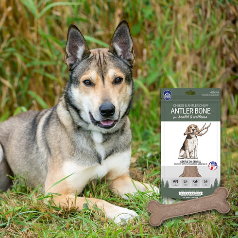 Antler and Himalayan Cheese Dog Chew | Long Lasting, Stain Free, Protein Rich, Low Odor | 100% Natural, Healthy & Safe | No Lactose, Gluten Or Gra...