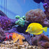 Soft Silicone Glowing Simulation Coral, Fluorescence Aquatic Artificial Water Plants for Aquarium (Orange)...