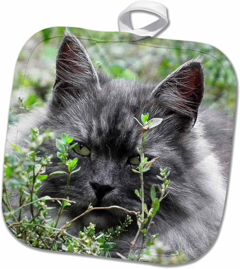 3D Rose Cute Image of Grey Domestic Cat People-Animal-Pet-Kitty Pot Holder, 8 x 8...