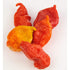 Bertie's Trinidad Scorpion Pepper Sauce (10 Oz/300ml) | Strong Flavour And Insane Heat...