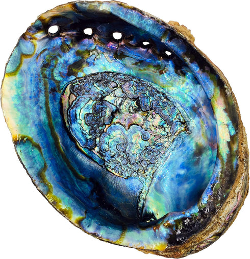 Hand Selected Abalone Shell, 6 Inches or Larger. Perfect for Holding Incense, Trinkets, and More...