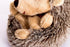 20CM Large Hedgehog Stuffed Animal,Plush toy,Soft Toy Gift Children Girlfriend(8 inches)...