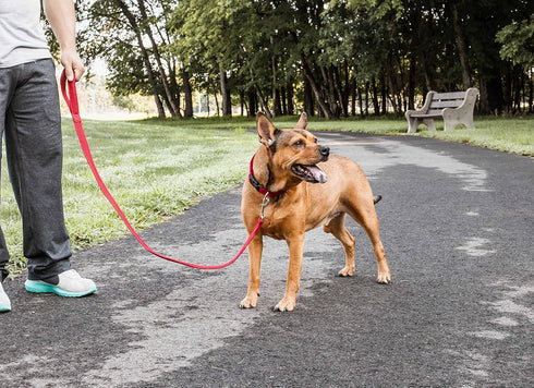 Pet Life ® 'Aero Mesh' 360 Degree Dual Sided Comfortable and Breathable Adjustable Fashion Mesh Dog Collar and Dog Leash for Small Medium and Larg...