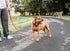 Pet Life ® 'Aero Mesh' 360 Degree Dual Sided Comfortable and Breathable Adjustable Fashion Mesh Dog Collar and Dog Leash for Small Medium and Larg...
