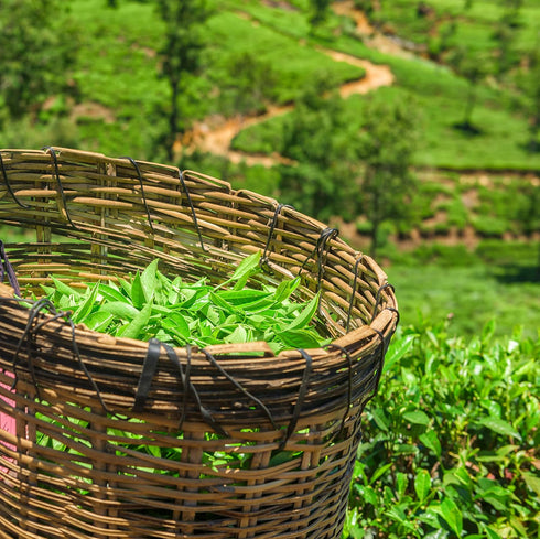 Flowery Jasmine, Loose Leaf Green Tea - Caffeinated | bulk 8oz, 80-100 cups | The Spice Hut, First Sip of Tea...