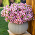 Artificial Flowers for Outdoors Fake Plants - 16 Bundles Faux Outside Greenery Boxwood No Fade Plastic Shrubs Fall Decor Farmhouse Home Garden Tha...
