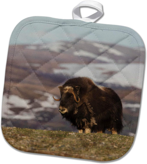 3dRose Pot Holder, Musk Ox, Arctic Tundra...