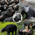 AGRIMONY Cute Shaved Black Sheep Stuffed Animals-Kawaii Lamb Plush Toys Valentines Mothers Day Birthday Easter Funny Gifts for Kids Girls Boys Tee...
