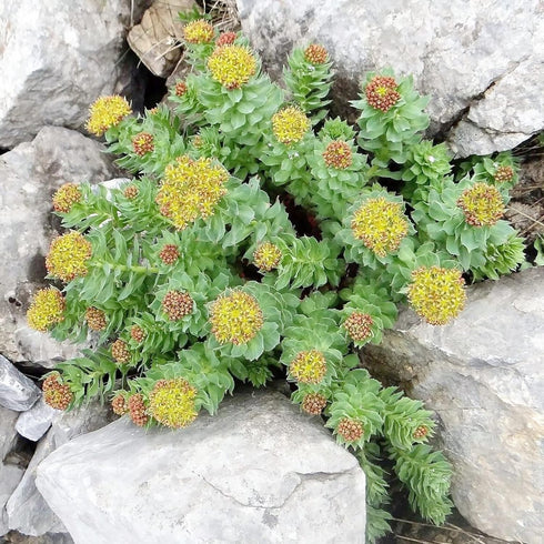 Rhodiola Rosea Seeds Roseroot Stonecrop Perennial Fragrant Edible Cooking GMO Free Drought Tolerant Self-Sow Low Maintenance Patio Borders Outdoor...