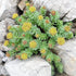 Rhodiola Rosea Seeds Roseroot Stonecrop Perennial Fragrant Edible Cooking GMO Free Drought Tolerant Self-Sow Low Maintenance Patio Borders Outdoor...