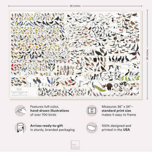 Pop Chart | Birds of North America | 36" x 24" Large-Format Poster | Every Bird Species in North America Illustrated | Perfect Wall Decor for Natu...
