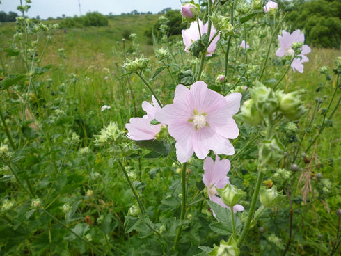 Seeds Marshmallow (Althaea officinalis) Medicinal Perennial Herbs for Planting Heirloom Non GMO...