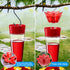 Ant Moat for Hummingbird Feeders- 6 OZ x 2 Pack, Ant Guard for Hummingbird & Oriole Feeders, Transparent Plastic Ant Moat...