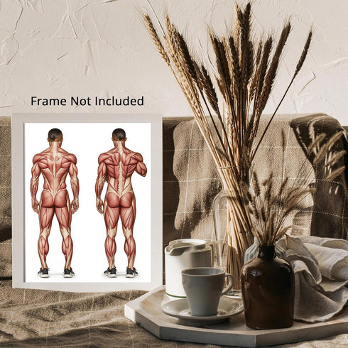 Posterizer 1 pcs-anatomical illustration of the human muscular system 1-Teachers & Classrooms-Abstract & Modern Art-School and classroom art- unfr...