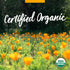 Herb Pharm Certified Organic Artichoke Liquid Extract for Cardiovascular and Circulatory Support - 1 Ounce...