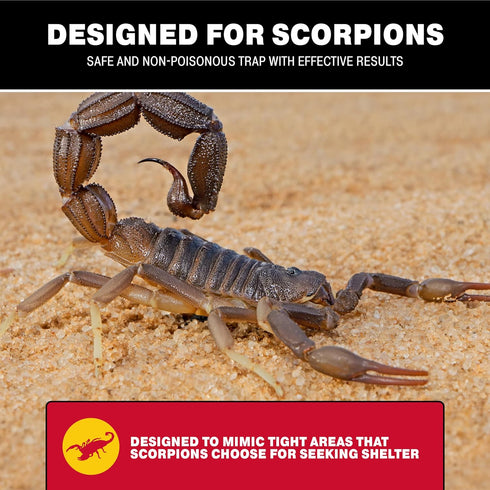 Catchmaster Scorpion Glue Tray Traps 6-Pack, Adhesive Scorpion Killer for Home, Simple Insect Traps Indoor, Sticky Bug Catcher for Kitchen, Garage...