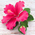 Global Sugar Art Hibiscus Sugar Cake Flowers Spray, Hot Pink Hawaiian Cake Flower Large, 1 Count by Chef Alan Tetreault...