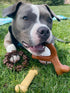 Nylabone Power Chew Customer Favorites Dog Toy Bundle, Indestructible Dog Chew Toys for Aggressive Chewers, 3 Shapes and Flavors, Flavor Medley, S...