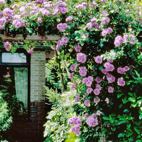 Purple Climbing Rose Seeds Attracts Birds Fragrant Deer Resistant Ornamental Fences Arbors Wall Outdoor 100Pcs Flower Seeds by YEGAOL Garden...